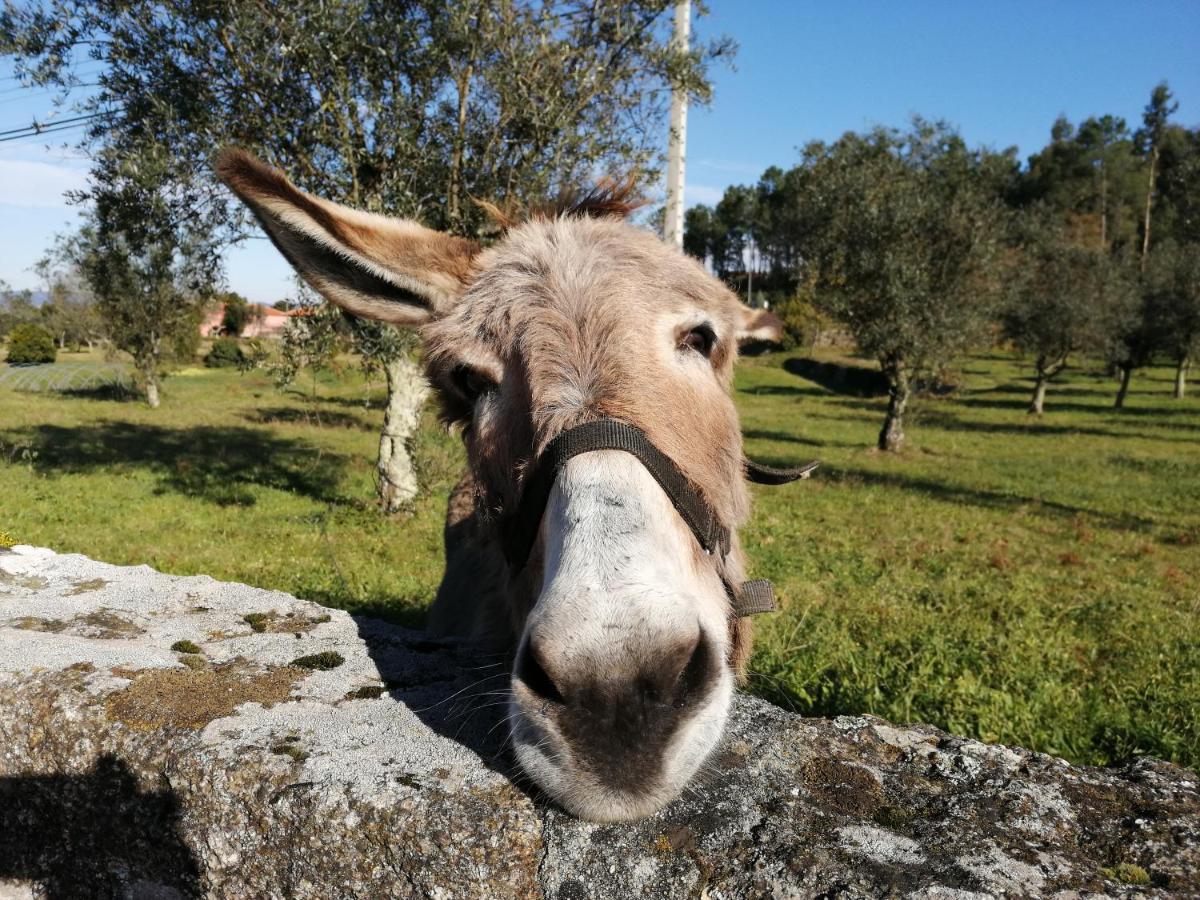 فيلا Quinta Do Santinho أمارانتي المظهر الخارجي الصورة